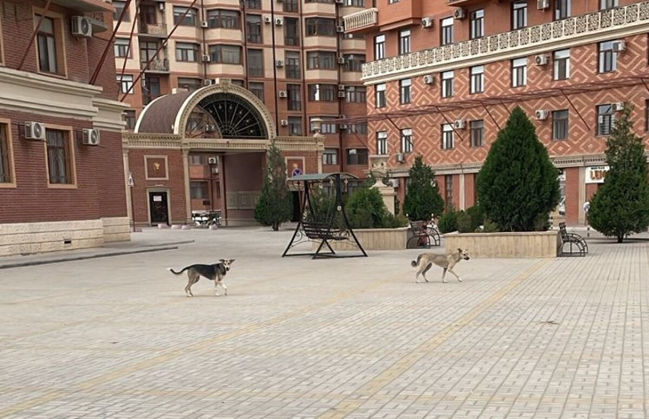 «Страшно выйти во двор»: жители Актау пожаловались на агрессивных собак