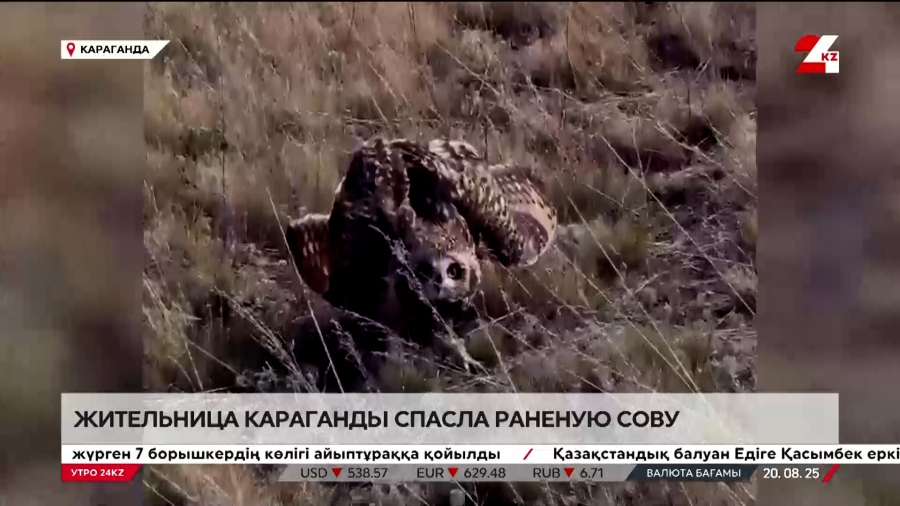 Раненую сову спасла жительница Караганды