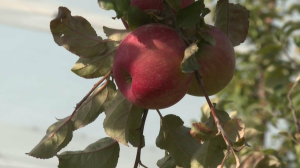 Новый сорт яблок апорт вывели казахстанские ученые