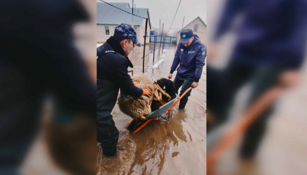 Тұрғындарды топан судан құтқаруға 4,5 мың полицей шықты