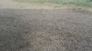 С нашествием саранчи борются в Актюбинской области
