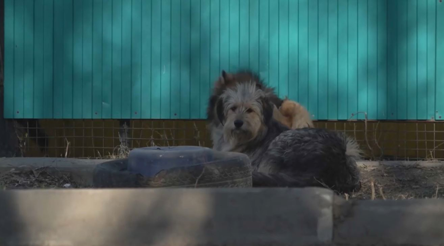 Қаңғыбас иттен қауіп көп