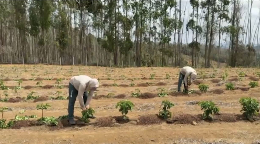 Бразилия фермерлері кофе өндірісін арттырмақ