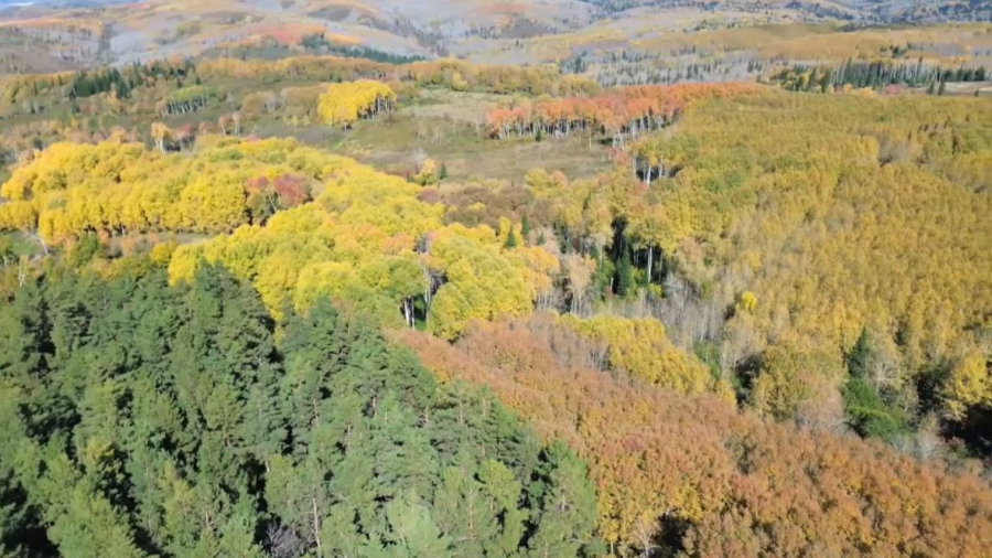 ШҚО-да экобелсенділер орман қорын ұлғайтуға кірісті