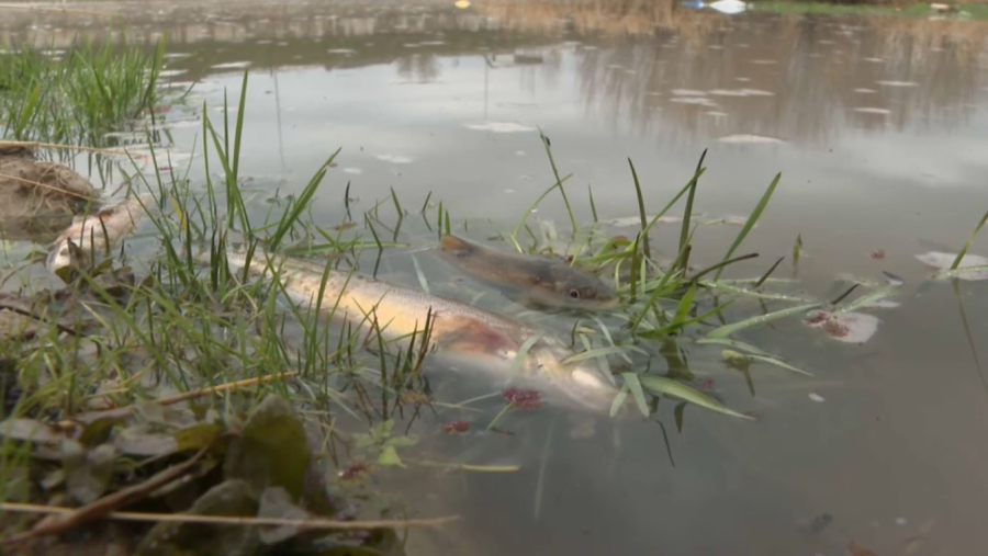 Сброс кислоты привел к гибели рыбы в Шымкенте
