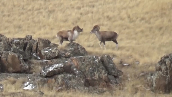 Краснокнижных архаров пересчитывают в Казахстане