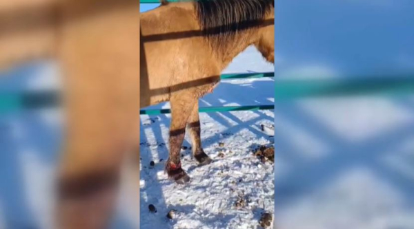 В селе Тортколь болеет скот: озвучен предварительный диагноз