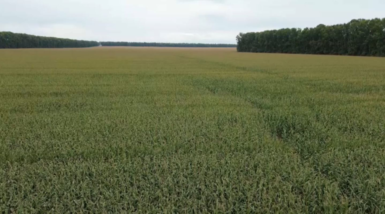 Финансирование аграрной науки увеличивают в Казахстане