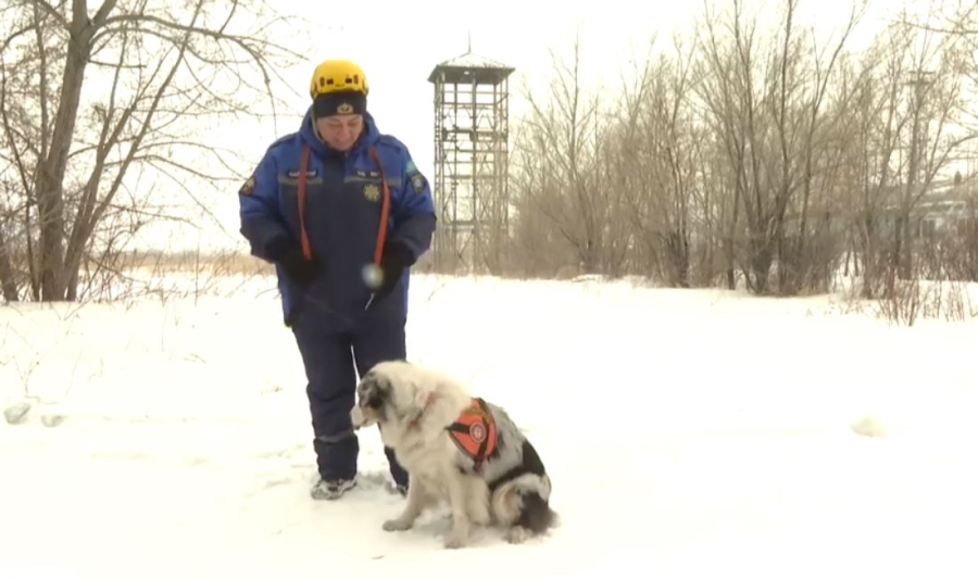 Кинолог әйелдің қызметі