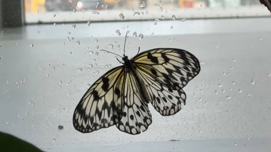 Популяция бабочек в США сократилась на 22% за последние 20 лет