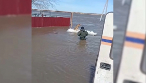 Собаку сняли со льдины спасатели в ЗКО
