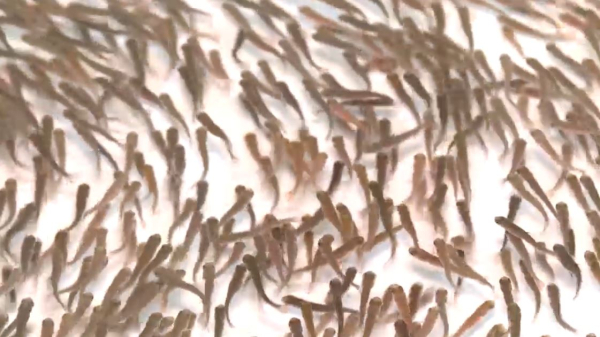 Семейде құбылмалы алабалық өсіріледі