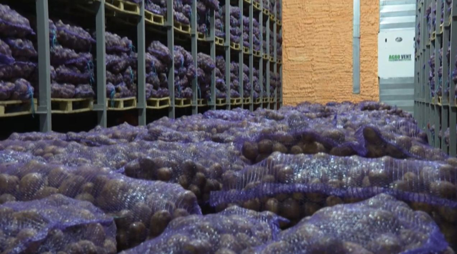 Картоп бағасы көктемде 185 теңгеден аспайды