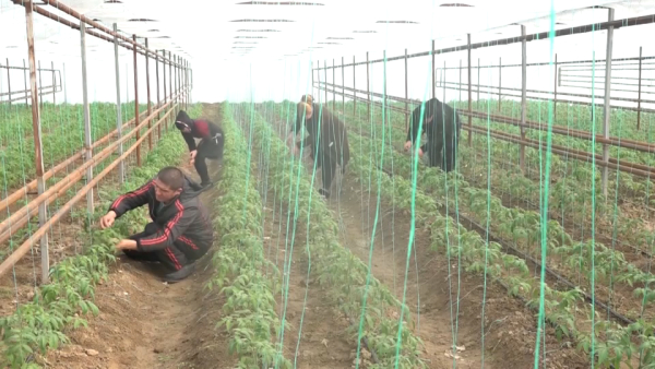 Дефицит воды: фермеры отказываются выращивать хлопок