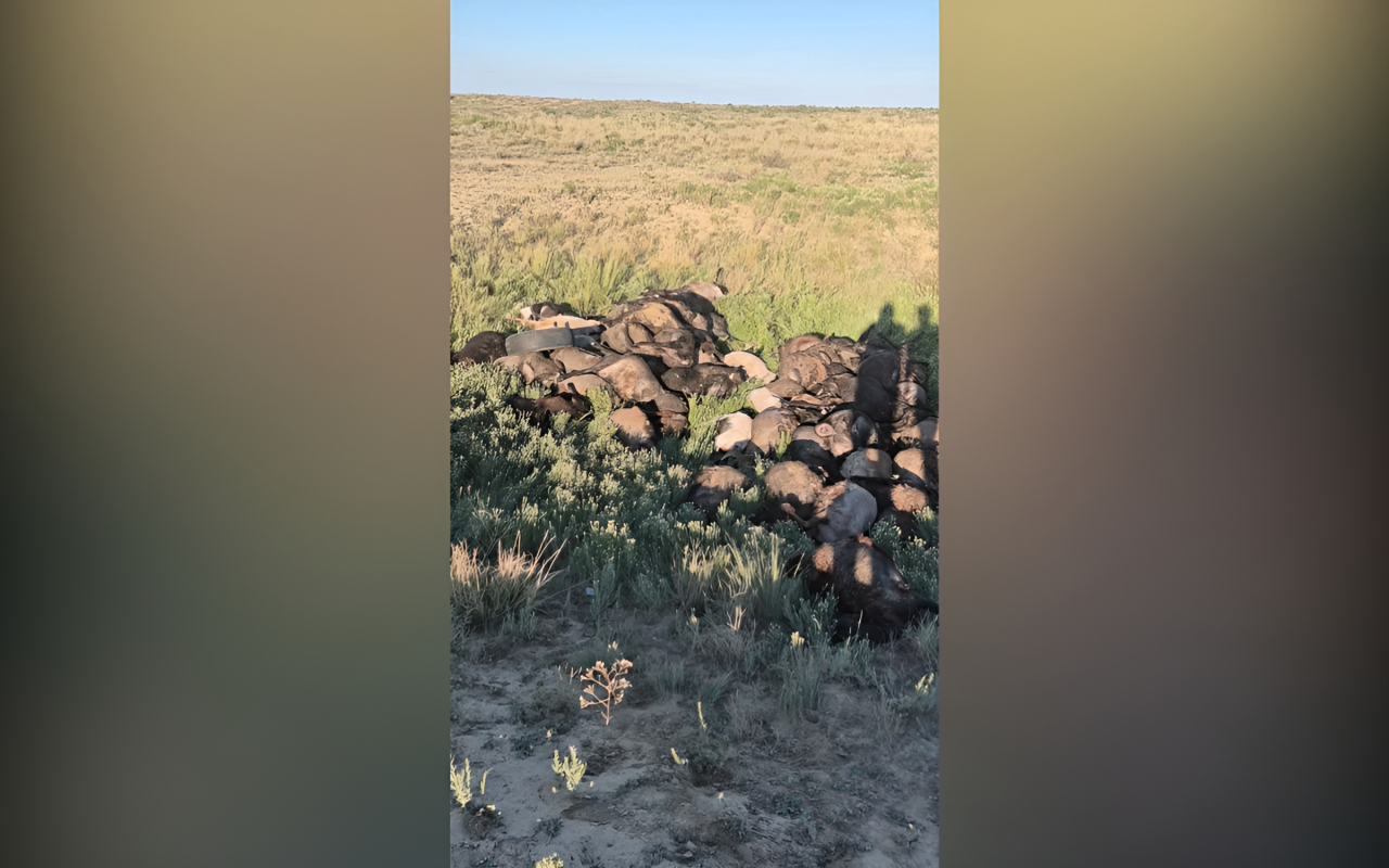 Тысячи овец погибли после града: фермеры Атырауской области остались без компенсаций
