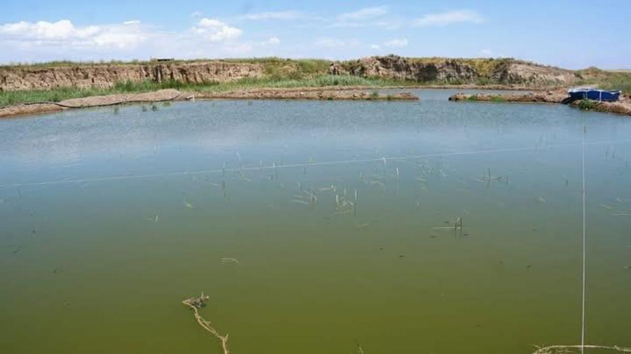 В Туркестанской области заработал икорный цех