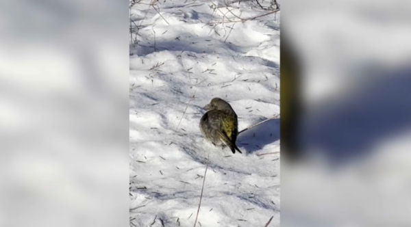 Павлодар облысында ерекше құс түрлері пайда болды