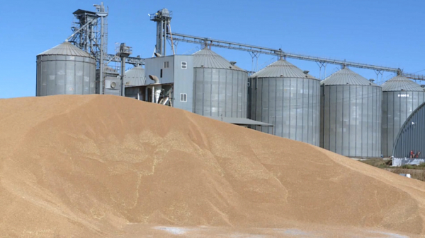 Қарағанды облысында астықтың 60%-і жиналды