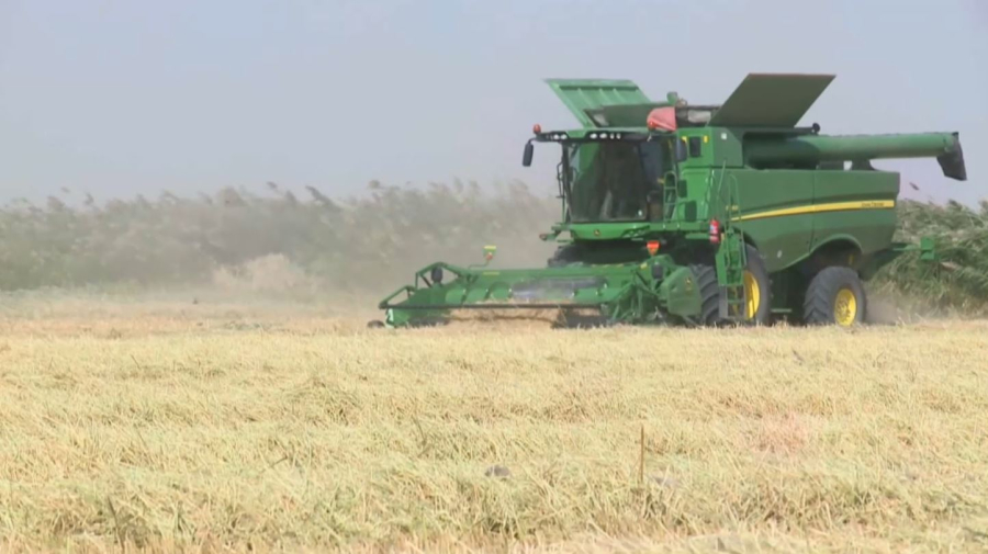 Қызылорда облысында 500 мың тонна күріш жиналады