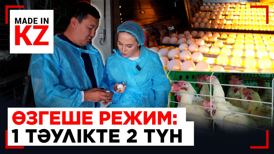 Күйзеліске түскен тауықтарды анықтай алатын фабрика