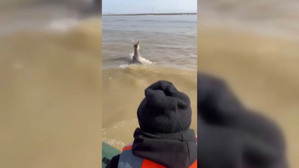 Қарағандыда суға батқан елік құтқарылды