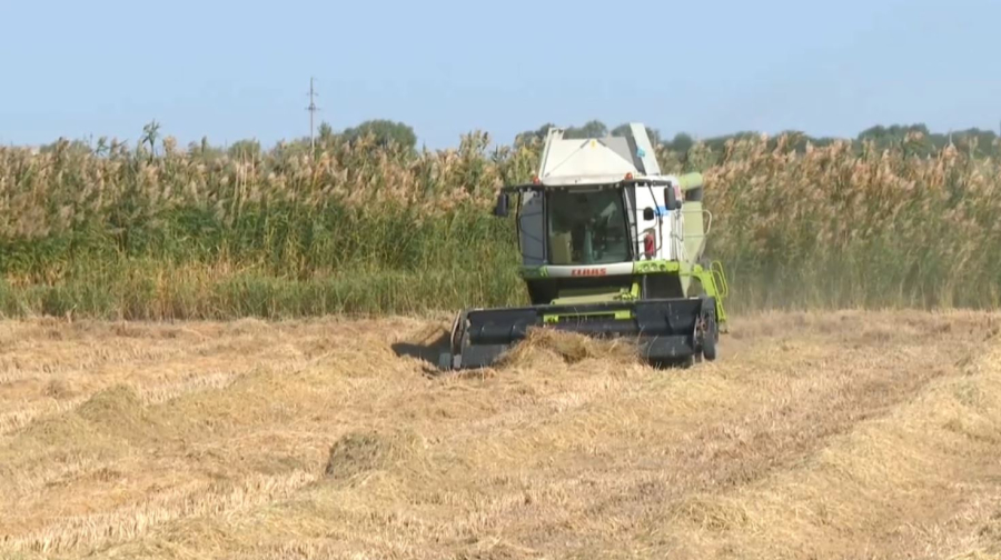 Қызылорда облысында күріш алқабының 60%-ы жиналды