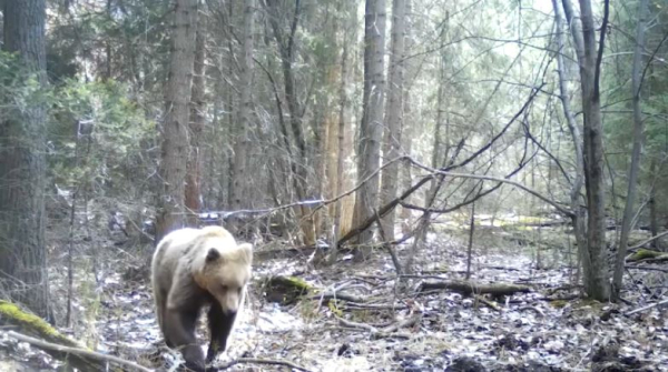 Новые технологии наблюдения за дикими животными применяют в области Жетісу