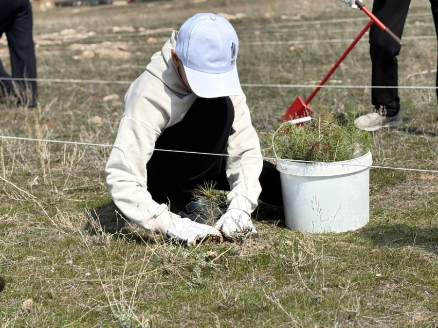 Қапшағай су қоймасының жағалауына 22 мың қарағай көшеті егілді