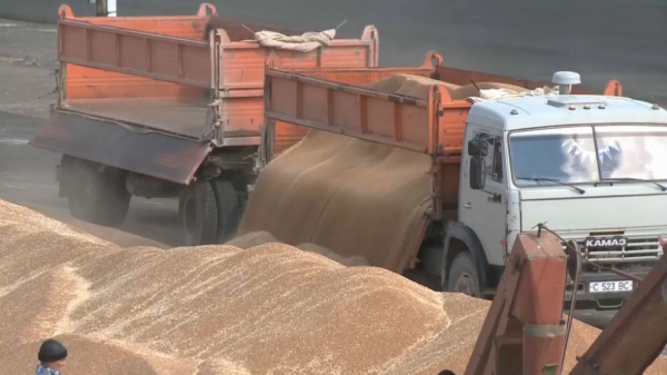 Акмолинские аграрии намерены собрать 6 млн тонн зерна