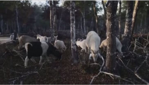 В Чили стали использовать коз для борьбы с лесными пожарами