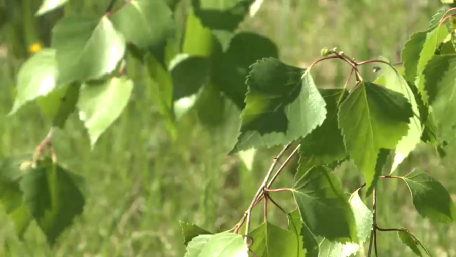 Қарағанды облысында кене шаққан 204 адам дәрігер көмегіне жүгінген