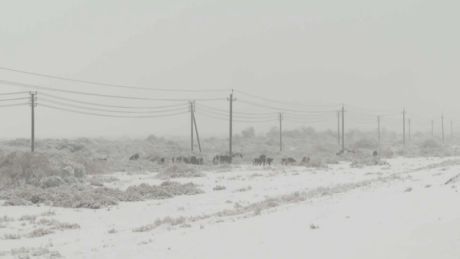 ДТП с участием животных участились в Кызылординской области