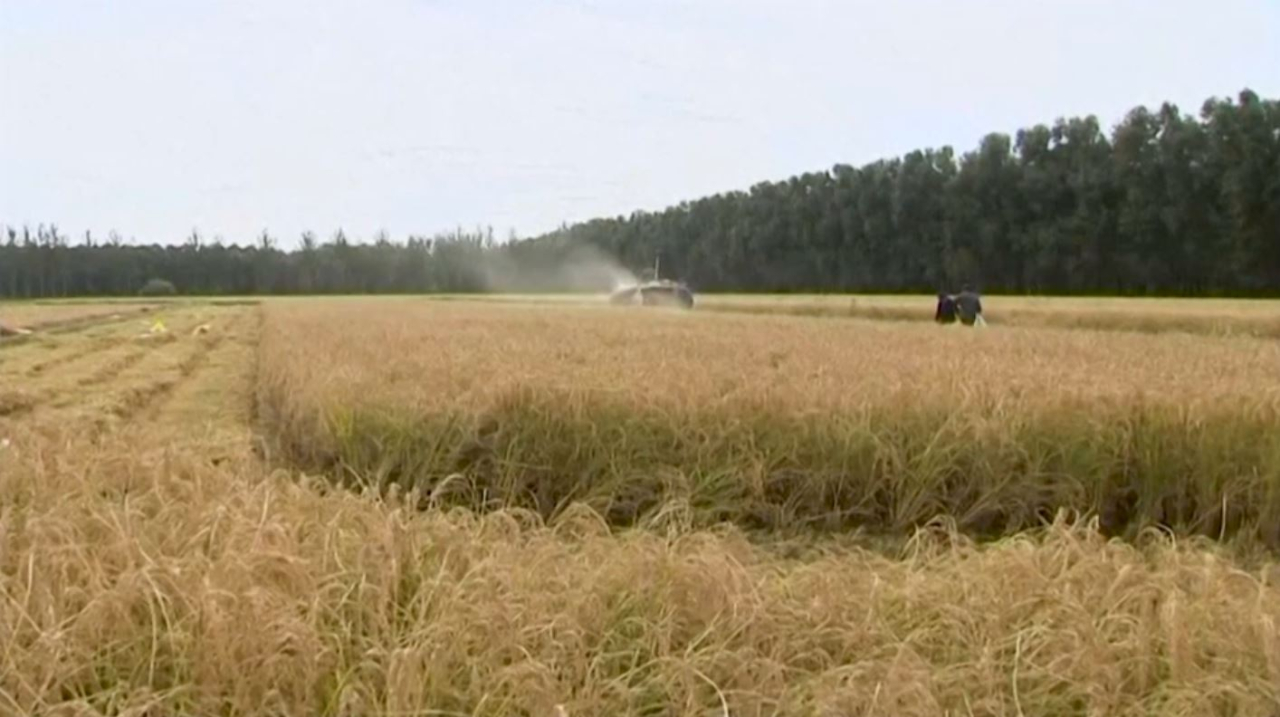 Выявлен ген для повышения урожайности риса