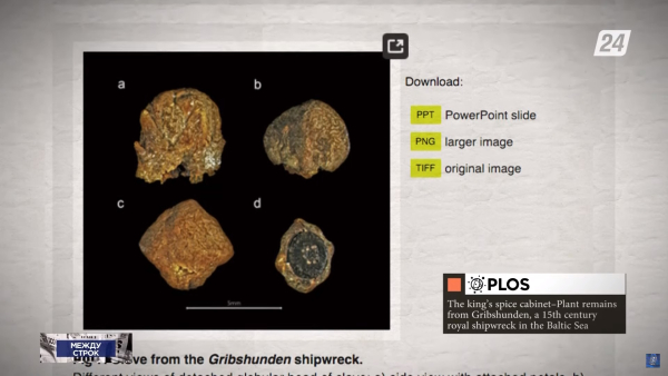 На затонувшем скандинавском корабле XV века найдены специи со всего мира | Между строк