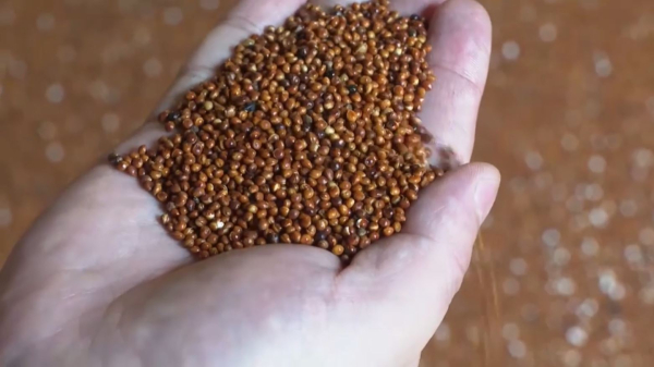 Түркістан облысында тары өңдеу цехы жұмыс істейді