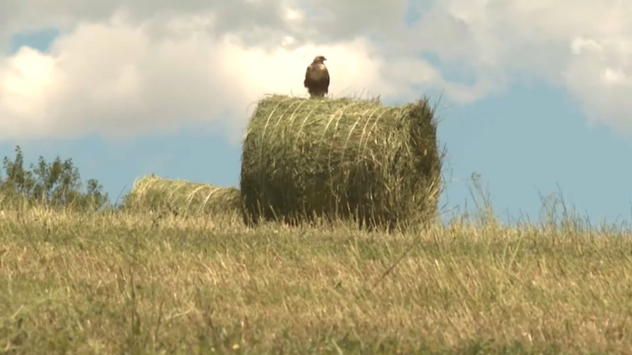 Ақмола облысында мал азығын дайындау басталды