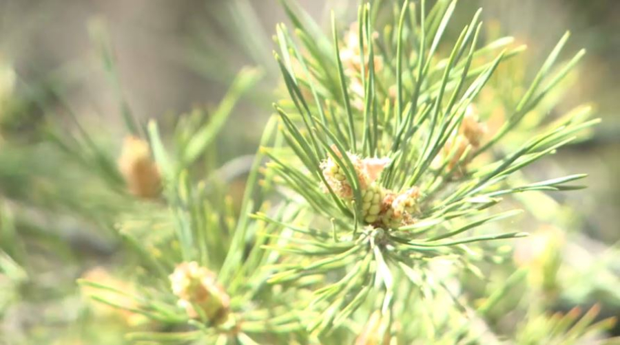 Сгоревшую лесопосадку восстанавливают в Караганде