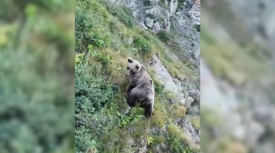 Аюды атуға бола ма?