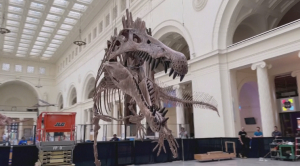 Скелет крупнейшего в мире динозавра представлен в музее Иллинойса