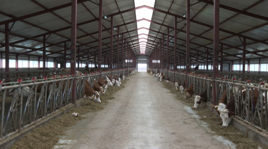 Елімізде мал басы ЖИ арқылы таңбаланады