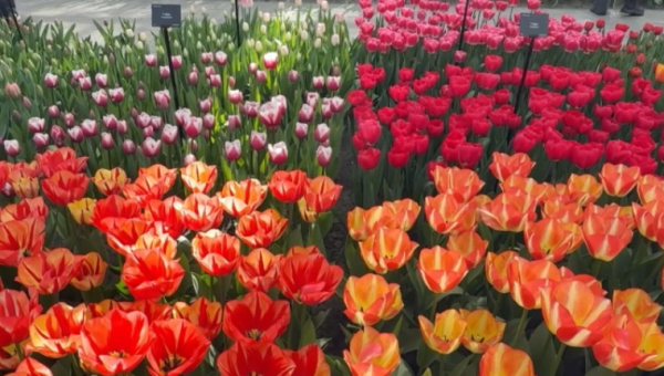 Королевский парк тюльпанов привлекает сотни туристов