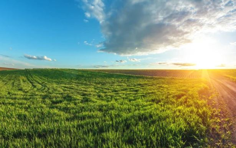 Посевная площадь выросла до 23,6 млн га