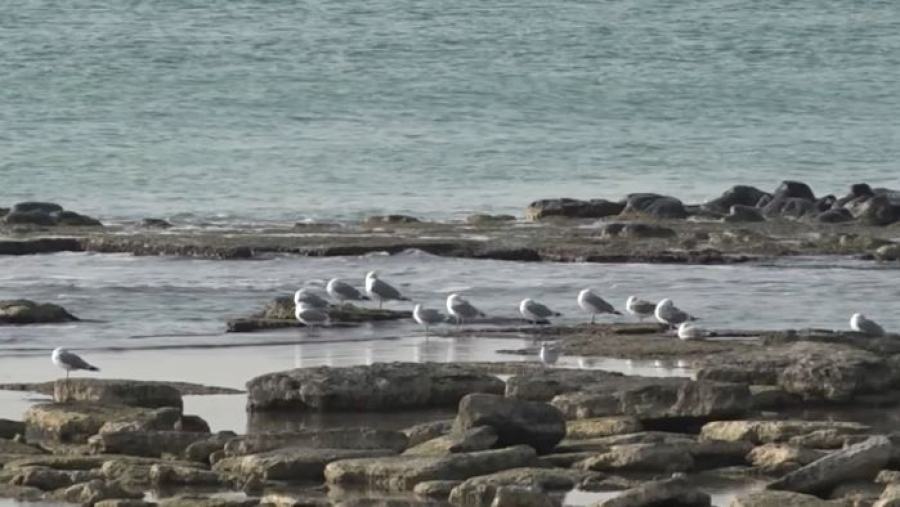 Токаев предупредил об угрозе экологической катастрофы на Каспии