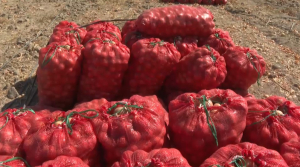 10 регионов страны обеспечат луком аграрии Жамбылской области