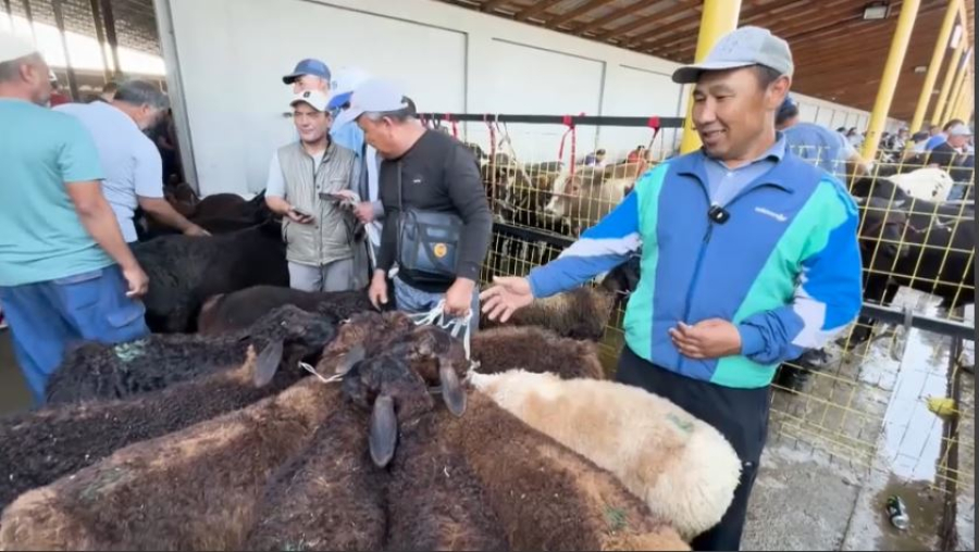 Өзбекстан Моңғолиядан 100 мың бас қой сатып алды