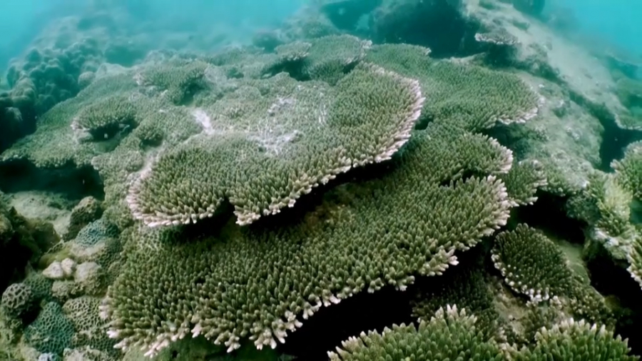 Британские учёные нашли способ спасения кораллов