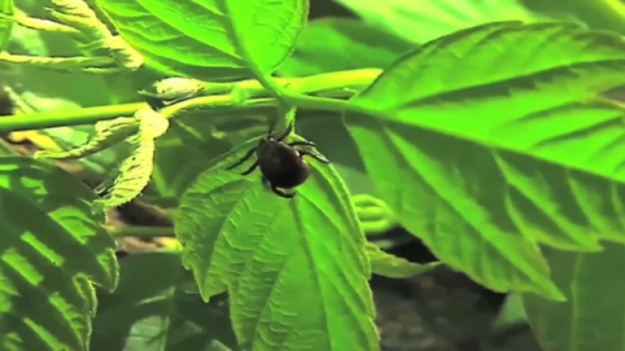 Нехватка вакцины от клещевого энцефалита возникла в ВКО