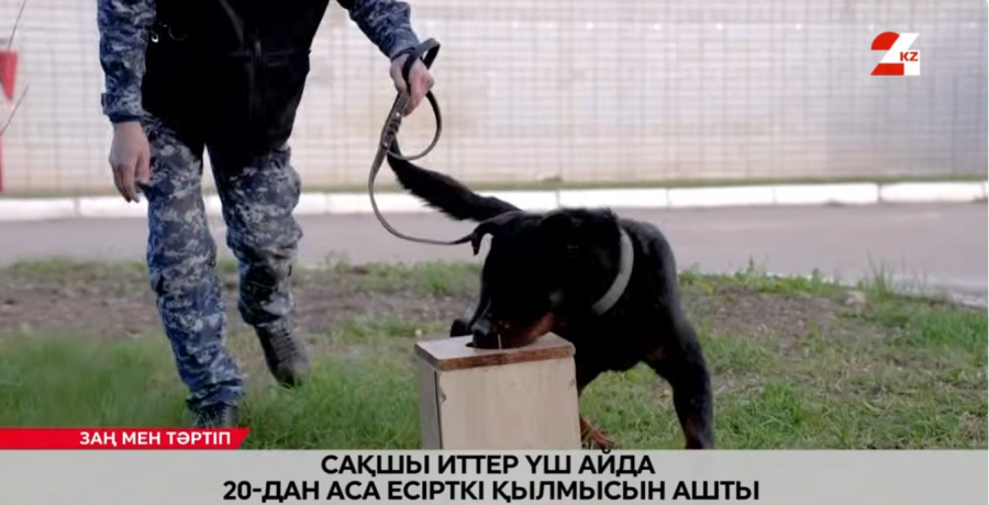 Сақшы иттер 25 есірткі қылмысын ашуға көмектесті