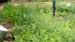 Восемь лет тюрьмы за выращивание в огороде конопли грозит 62-летнему карагандинцу | По горячим следам