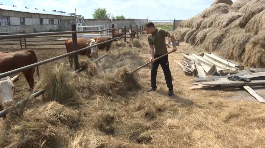 Ақмола облысында 12 ауыл шаруашылығы кооперативі құрылды